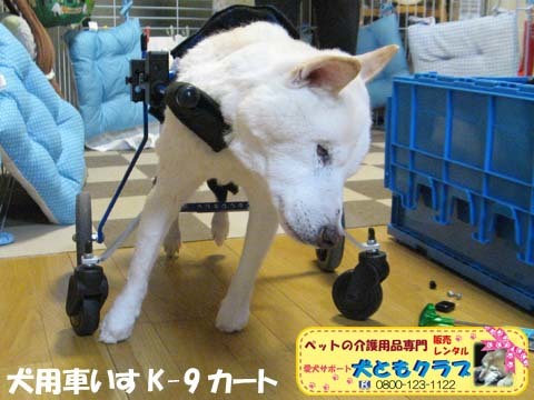 犬用車いすK9カート白柴犬ジャンくん用2016012205.jpg