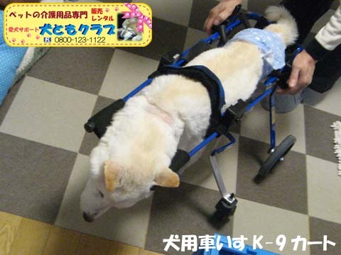 犬用車いすK9カート白柴犬ジャンくん用2016012206.jpg