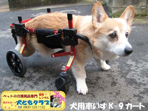 犬用車椅子4輪コーギーのチョコちゃん用2015030801.jpg
