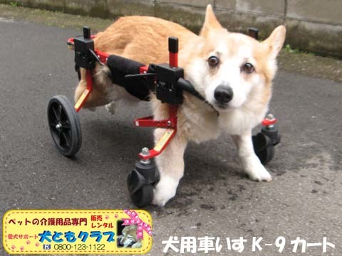 犬用車椅子4輪コーギーのチョコちゃん用2015030802.jpg