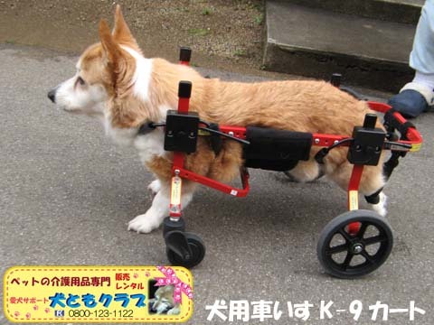 犬用車椅子4輪コーギーのチョコちゃん用2015030806.jpg