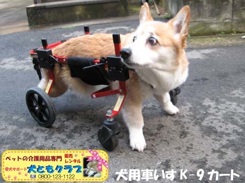 犬用車椅子4輪コーギーのチョコちゃん用2015030808.jpg