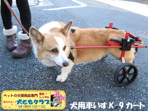 犬用車椅子コーギーのらんちゃん用2015021403.jpg