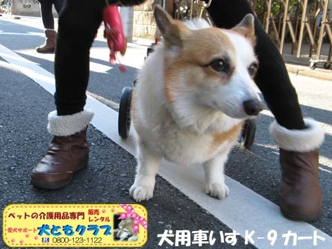 犬用車椅子コーギーのらんちゃん用2015021405.jpg