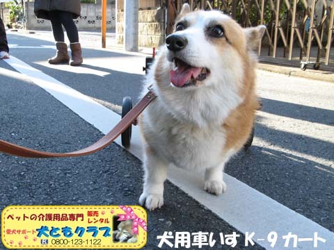 犬用車椅子コーギーのらんちゃん用2015021406.jpg