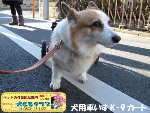 犬用車椅子コーギーのらんちゃん用2015021407.jpg