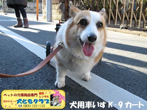 犬用車椅子コーギーのらんちゃん用2015021408.jpg