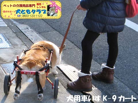 犬用車椅子コーギーのらんちゃん用2015021411.jpg