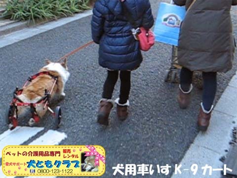 犬用車椅子コーギーのらんちゃん用2015021412.jpg