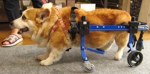 犬用車椅子コーギーのゲンくん用2012093001.jpg