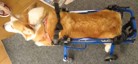 犬用車椅子コーギーのゲンくん用2012093003.jpg