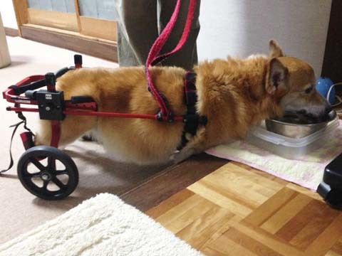 犬用車椅子コーギーのビッキーくん用2013072201.jpg