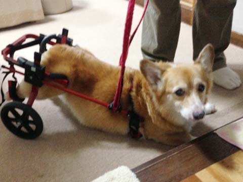 犬用車椅子コーギーのビッキーくん用2013072202.jpg