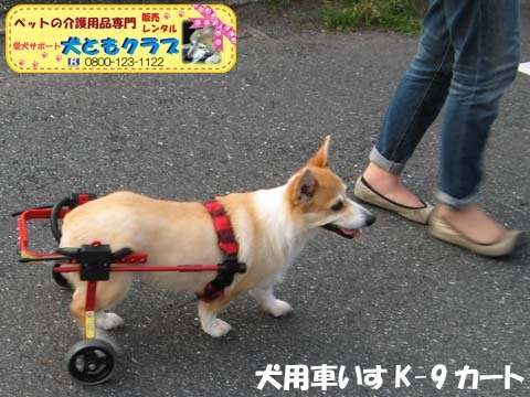 犬用車椅子コーギーのボニータちゃん2015072701.jpg