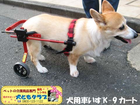 犬用車椅子コーギーのボニータちゃん2015072702.jpg