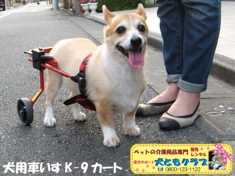 犬用車椅子コーギーのボニータちゃん2015072703.jpg