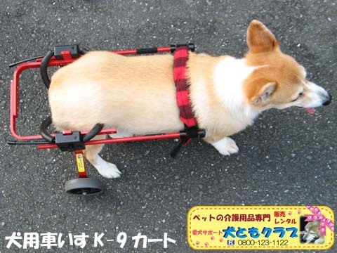 犬用車椅子コーギーのボニータちゃん2015072704.jpg