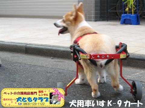 犬用車椅子コーギーのボニータちゃん2015072705.jpg