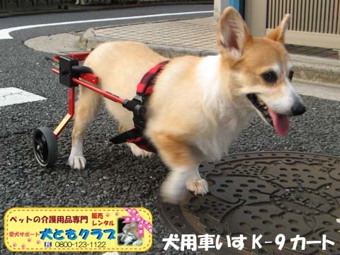 犬用車椅子コーギーのボニータちゃん2015072706.jpg