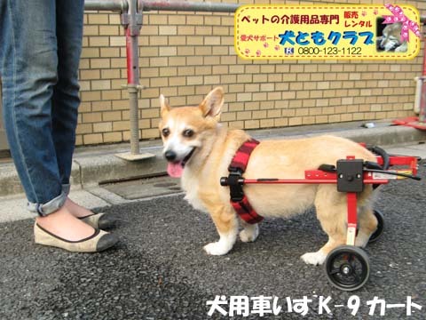 犬用車椅子コーギーのボニータちゃん2015072707.jpg