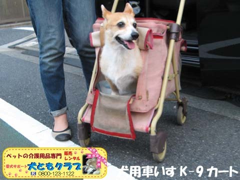 犬用車椅子コーギーのボニータちゃん2015072709.jpg