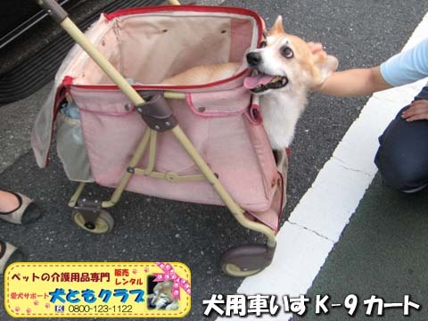 犬用車椅子コーギーのボニータちゃん2015072710.jpg