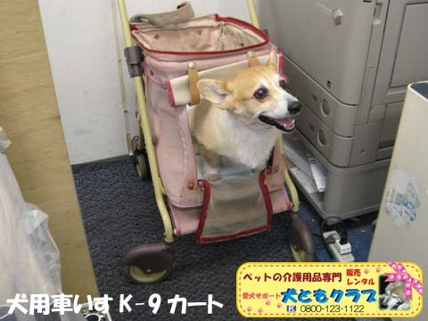 犬用車椅子コーギーのボニータちゃん2015072711.jpg