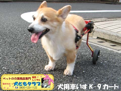 犬用車椅子コーギーのボニータちゃん2015072712.jpg