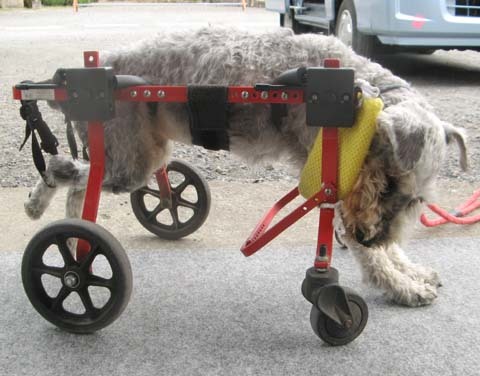 犬用車椅子シュナウザーのゴンくん2013060501.jpg