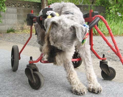 犬用車椅子シュナウザーのゴンくん2013060503.jpg