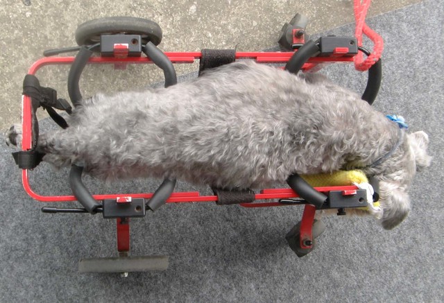 犬用車椅子シュナウザーのゴンくん2013060504.jpg