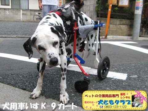 犬用車椅子ダルメシアンのMayちゃん2017082201.jpg