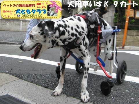 犬用車椅子ダルメシアンのMayちゃん2017082202.jpg