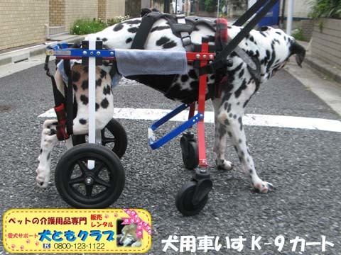 犬用車椅子ダルメシアンのMayちゃん2017082205.jpg