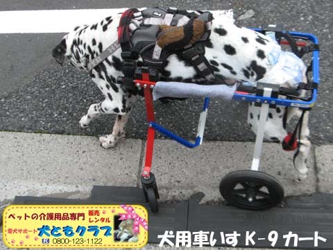 犬用車椅子ダルメシアンのMayちゃん2017082206.jpg
