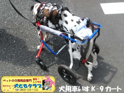 犬用車椅子ダルメシアンのMayちゃん2017082207.jpg
