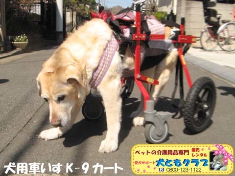 犬用車いすK9カート ラブラドールレトリーバーのカンナちゃん用 ＃犬 ＃ラブラドールレトリバー: 犬ともクラブ