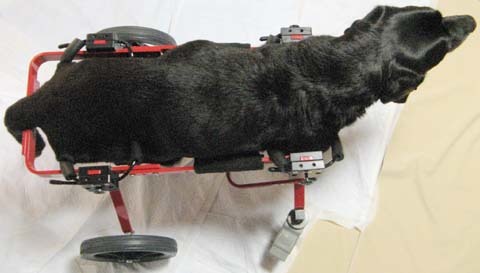 犬用車椅子黒ラブ　サンくん2012062202.jpg