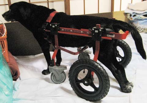 犬用車椅子黒ラブ　サンくん2012062204.jpg