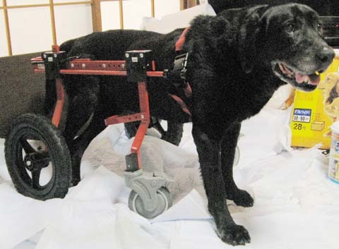 犬用車椅子黒ラブ　サンくん2012062205.jpg