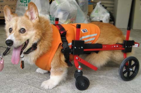 犬用車椅子K-9カート　コーギーの桃太郎くん用2014071701.jpg