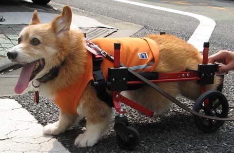 犬用車椅子K-9カート コーギーの桃太郎くん用2014071702.jpg