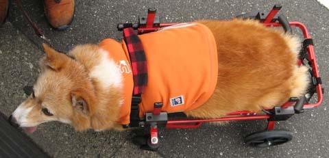 犬用車椅子K-9カート　コーギーの桃太郎くん用2014071703.jpg