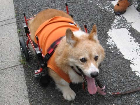 犬用車椅子K-9カート　コーギーの桃太郎くん用2014071704.jpg