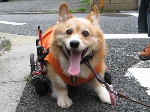 犬用車椅子K-9カート　コーギーの桃太郎くん用2014071705.jpg
