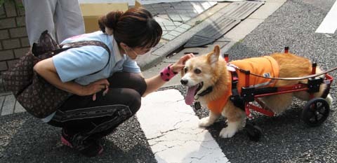 犬用車椅子K-9カート　コーギーの桃太郎くん用2014071706.jpg