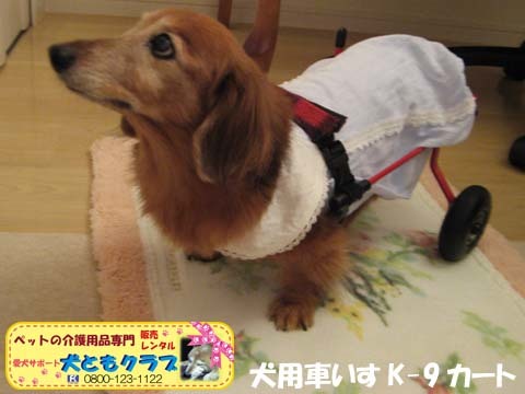 犬用車椅子K-9カート　ミニチュアダックスフントのルビアーニちゃん2017090401.jpg