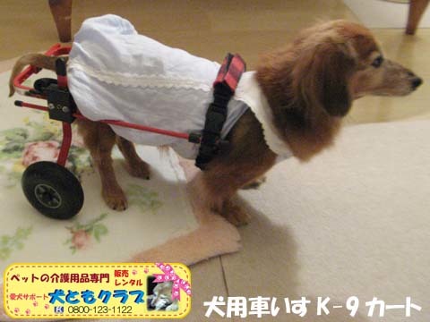 犬用車椅子K-9カート　ミニチュアダックスフントのルビアーニちゃん2017090404.jpg