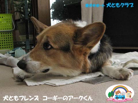 犬用車椅子K-9カートコーギーのアークくん2015013101.jpg