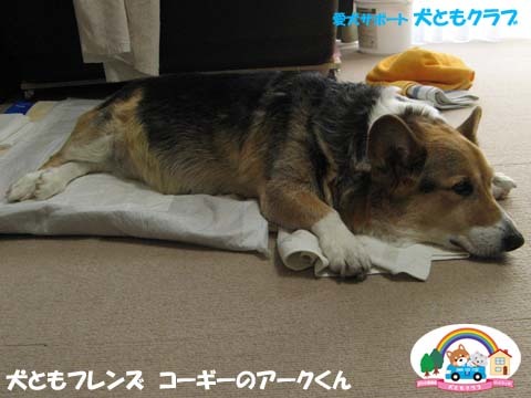 犬用車椅子K-9カートコーギーのアークくん2015013103.jpg